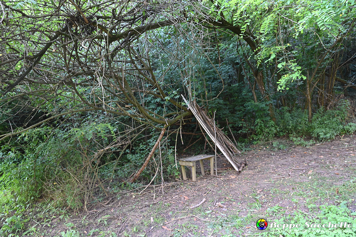 VBS_4864 - Il bosco fatato - Montaldo Roero.jpg